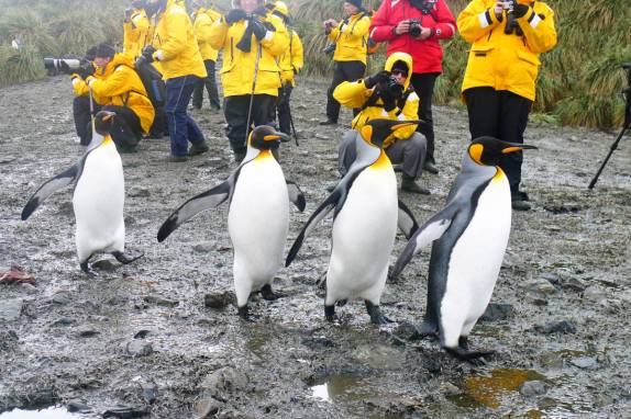 Desfile de pinguins rei em Salisbury Plain, na Geórgia do Sul (foto de Wayne Pur)